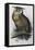 Eagle Owl, Lithographic Plate from "The Birds of Europe"-John Gould-Framed Stretched Canvas