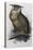 Eagle Owl, Lithographic Plate from "The Birds of Europe"-John Gould-Stretched Canvas