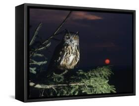 Eagle Owl Perching on Tree Branch-null-Framed Stretched Canvas