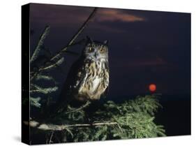 Eagle Owl Perching on Tree Branch-null-Stretched Canvas