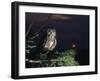 Eagle Owl Perching on Tree Branch-null-Framed Photo