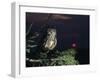 Eagle Owl Perching on Tree Branch-null-Framed Photo