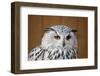 Eagle Owl with Big and Beautiful Oranges Eyes-Artush-Framed Photographic Print