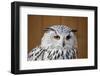 Eagle Owl with Big and Beautiful Oranges Eyes-Artush-Framed Photographic Print