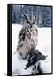 Eagle Owl with Prey, Forest Glade of Ural Mountains-Andrey Zvoznikov-Framed Stretched Canvas