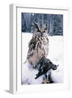 Eagle Owl with Prey, Forest Glade of Ural Mountains-Andrey Zvoznikov-Framed Photographic Print