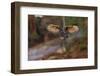 Eagle Owl with Wide Open Wings-Michal Ninger-Framed Photographic Print