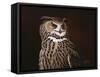 Eagle Owl-Wilhelm Goebel-Framed Stretched Canvas