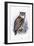 Eagle Owl-Johan Gerard Keulemans-Framed Giclee Print