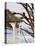 Eagle Perched at Entrance to Beach Trail, Kalaloch Lodge, Olympic National Park, Washington, USA-Trish Drury-Stretched Canvas