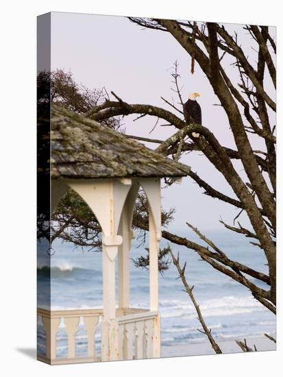 Eagle Perched at Entrance to Beach Trail, Kalaloch Lodge, Olympic National Park, Washington, USA-Trish Drury-Stretched Canvas