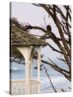 Eagle Perched at Entrance to Beach Trail, Kalaloch Lodge, Olympic National Park, Washington, USA-Trish Drury-Stretched Canvas