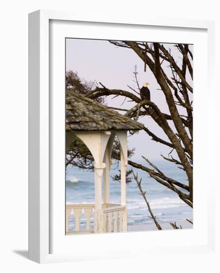 Eagle Perched at Entrance to Beach Trail, Kalaloch Lodge, Olympic National Park, Washington, USA-Trish Drury-Framed Photographic Print