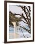 Eagle Perched at Entrance to Beach Trail, Kalaloch Lodge, Olympic National Park, Washington, USA-Trish Drury-Framed Photographic Print