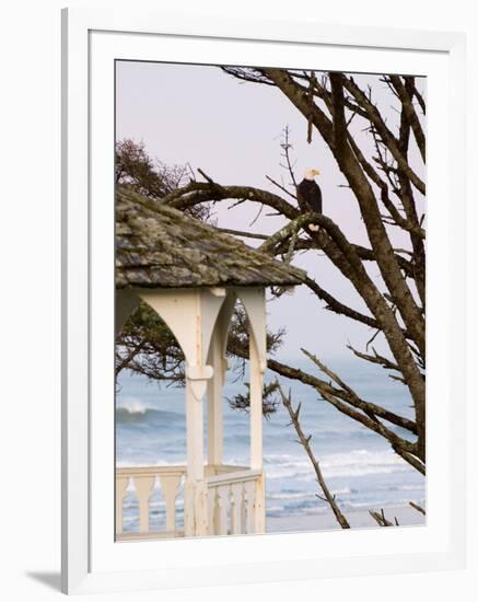 Eagle Perched at Entrance to Beach Trail, Kalaloch Lodge, Olympic National Park, Washington, USA-Trish Drury-Framed Photographic Print