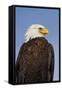 Eagle Portrait, Homer, Alaska, USA-Terry Eggers-Framed Stretched Canvas