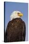 Eagle Portrait, Homer, Alaska, USA-Terry Eggers-Stretched Canvas