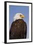 Eagle Portrait, Homer, Alaska, USA-Terry Eggers-Framed Photographic Print