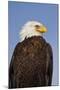 Eagle Portrait, Homer, Alaska, USA-Terry Eggers-Mounted Photographic Print