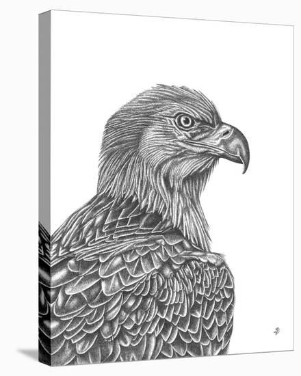 Eagle Portrait-Lucy Francis-Stretched Canvas