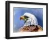 Eagle Portrait-Spencer Williams-Framed Giclee Print