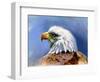 Eagle Portrait-Spencer Williams-Framed Giclee Print