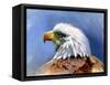 Eagle Portrait-Spencer Williams-Framed Stretched Canvas