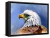 Eagle Portrait-Spencer Williams-Framed Stretched Canvas