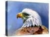 Eagle Portrait-Spencer Williams-Stretched Canvas