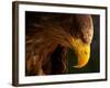 Eagle Pursues Prey-Adriana K.H.-Framed Photographic Print