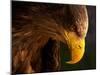 Eagle Pursues Prey-Adriana K.H.-Mounted Photographic Print