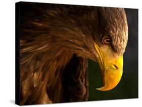 Eagle Pursues Prey-Adriana K.H.-Stretched Canvas