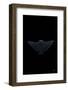 Eagle Ray Dark-Max Blakesberg Studios-Framed Photographic Print