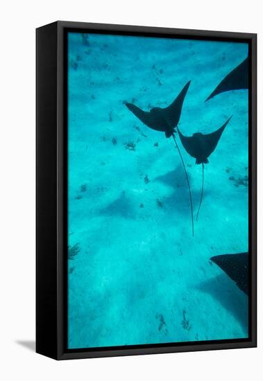 Eagle Rays Swimming in the Pacific Ocean, Tahiti, French Polynesia-null-Framed Stretched Canvas