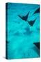 Eagle Rays Swimming in the Pacific Ocean, Tahiti, French Polynesia-null-Stretched Canvas