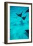 Eagle Rays Swimming in the Pacific Ocean, Tahiti, French Polynesia-null-Framed Premium Photographic Print