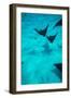 Eagle Rays Swimming in the Pacific Ocean, Tahiti, French Polynesia-null-Framed Photographic Print