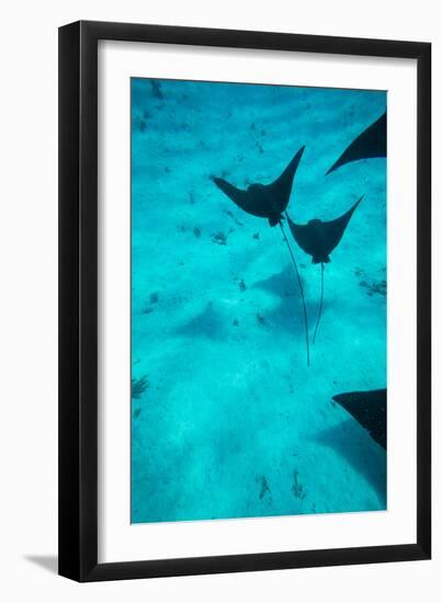 Eagle Rays Swimming in the Pacific Ocean, Tahiti, French Polynesia-null-Framed Photographic Print