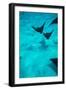 Eagle Rays Swimming in the Pacific Ocean, Tahiti, French Polynesia-null-Framed Photographic Print