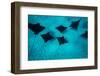 Eagle Rays Swimming in the Pacific Ocean, Tahiti, French Polynesia-null-Framed Photographic Print