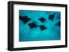 Eagle Rays Swimming in the Pacific Ocean, Tahiti, French Polynesia-null-Framed Photographic Print