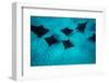 Eagle Rays Swimming in the Pacific Ocean, Tahiti, French Polynesia-null-Framed Photographic Print