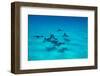 Eagle Rays Swimming in the Pacific Ocean, Tahiti, French Polynesia-null-Framed Photographic Print