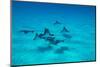 Eagle Rays Swimming in the Pacific Ocean, Tahiti, French Polynesia-null-Mounted Photographic Print