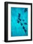 Eagle Rays Swimming in the Pacific Ocean, Tahiti, French Polynesia-null-Framed Photographic Print