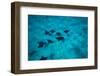 Eagle Rays Swimming in the Pacific Ocean, Tahiti, French Polynesia-null-Framed Photographic Print