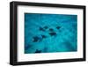 Eagle Rays Swimming in the Pacific Ocean, Tahiti, French Polynesia-null-Framed Photographic Print