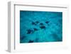 Eagle Rays Swimming in the Pacific Ocean, Tahiti, French Polynesia-null-Framed Photographic Print