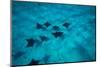 Eagle Rays Swimming in the Pacific Ocean, Tahiti, French Polynesia-null-Mounted Photographic Print