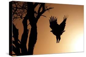 Eagle Rising-Susann Parker-Stretched Canvas